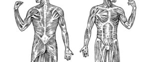 Joseph Pilates anatomi-model. Læs blogindlægget om, hvordan Joseph PIlates fra svagt og sygdomsplaget barn trænede sig så stærk og muskuløs, at han kunne stå model til anatomiske tegninger.